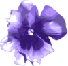 Flower Pansies Purple Image